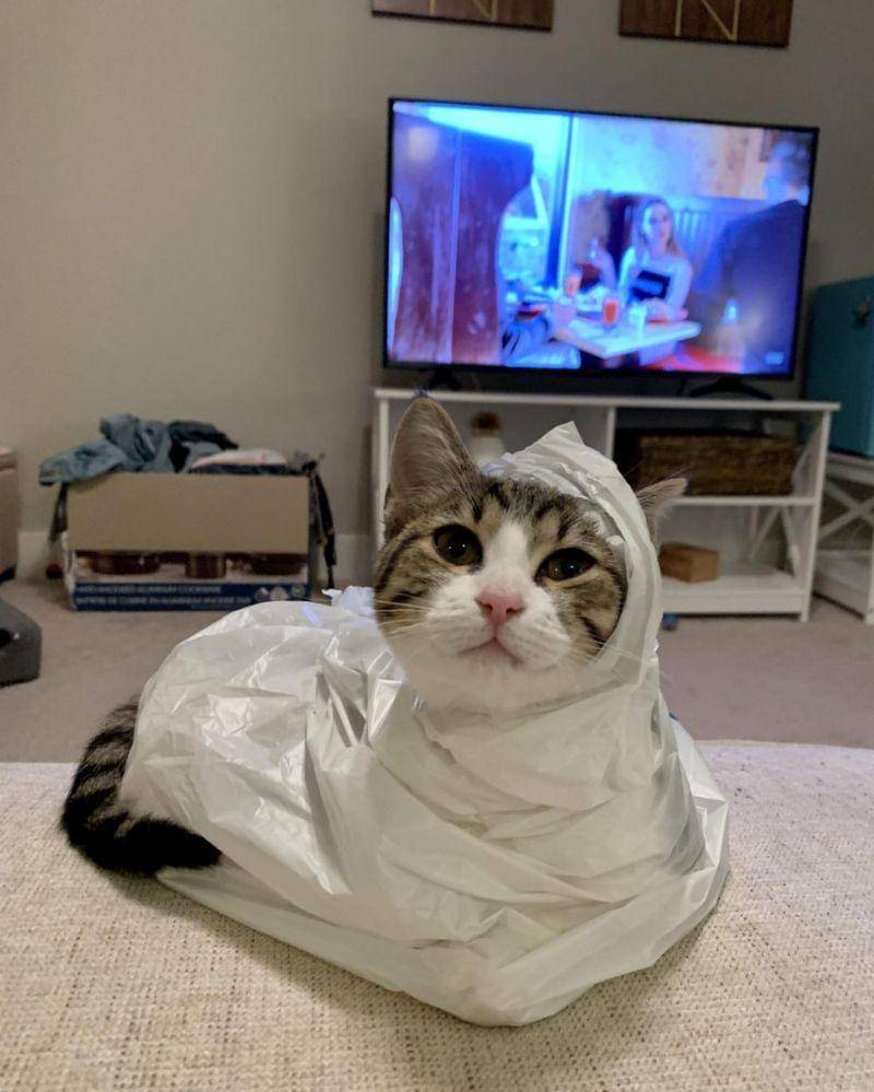 reddit.com/wafflesthewonderbunz